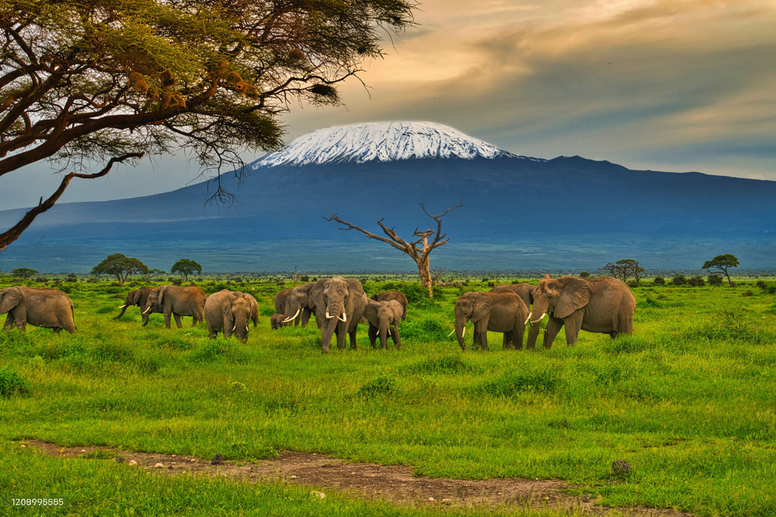 Elephant Bedroom Camp